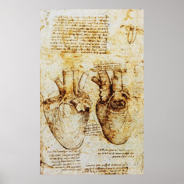 Heart,dess blodkärl,Leonardo Da Vinci,Sepia Poster (Framsidan)