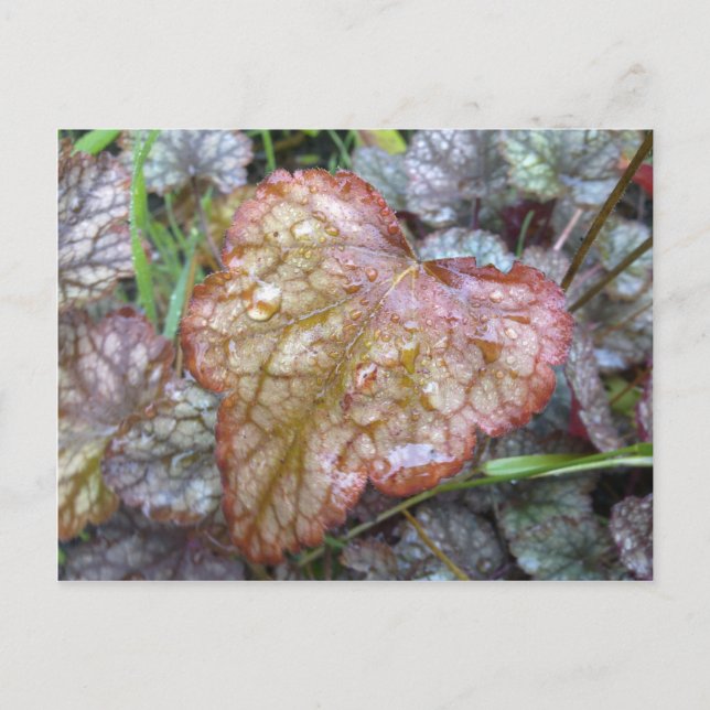 Heart Löv vykort (Framsida)