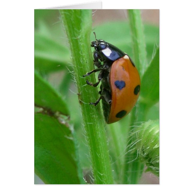 Heart my Dam Hälsningskort (Framsidan)