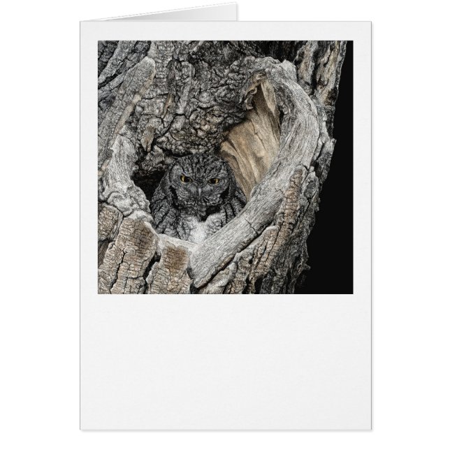 "Heart of San Pedro" - Screech Uggla OBS Kort (Framsidan)