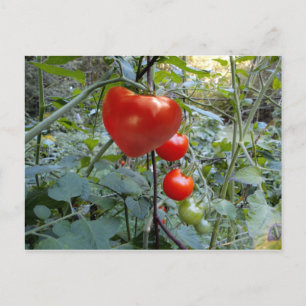 Heart Tomato Summer i New Hampshire Postcard Vykort