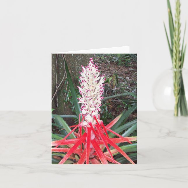 Hearts Of Flame Bromeliad Photo Folded Note Card Anteckningskort (Framsida)