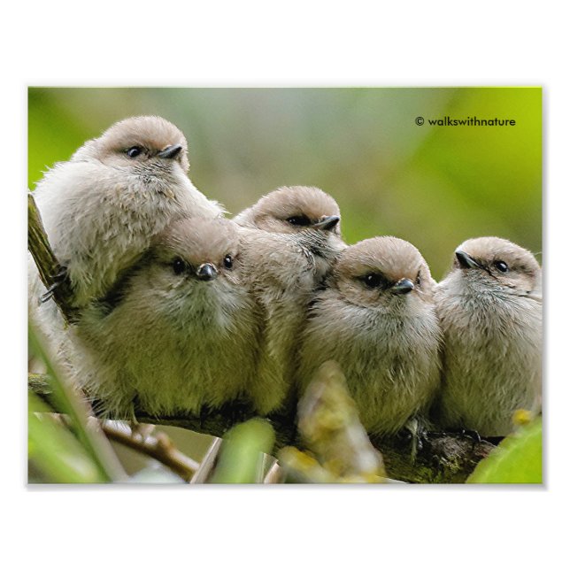 Heartwarming Cute Bushtuttar Songbird Family Photo Fototryck (Framsidan)