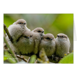 Heartwarming Cute Bushtuttar Songbird Family Photo Hälsningskort