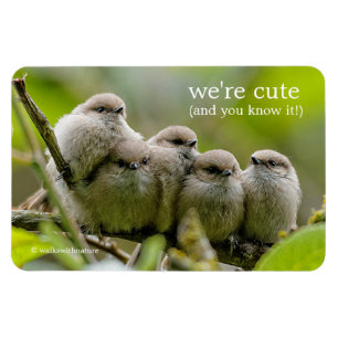 Heartwarming Cute Bushtuttar Songbird Family Photo Magnet