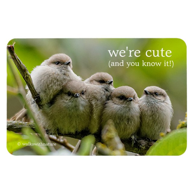 Heartwarming Cute Bushtuttar Songbird Family Photo Magnet (Horisontell)