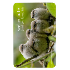 Heartwarming Cute Bushtuttar Songbird Family Photo Magnet