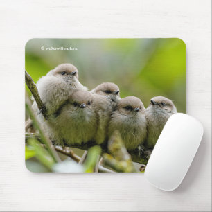 Heartwarming Cute Bushtuttar Songbird Family Photo Musmatta