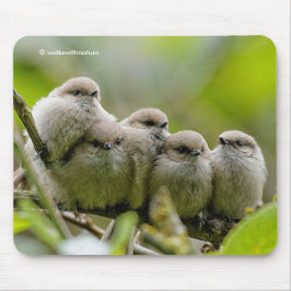 Heartwarming Cute Bushtuttar Songbird Family Photo Musmatta