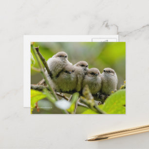Heartwarming Cute Bushtuttar Songbird Family Photo Vykort