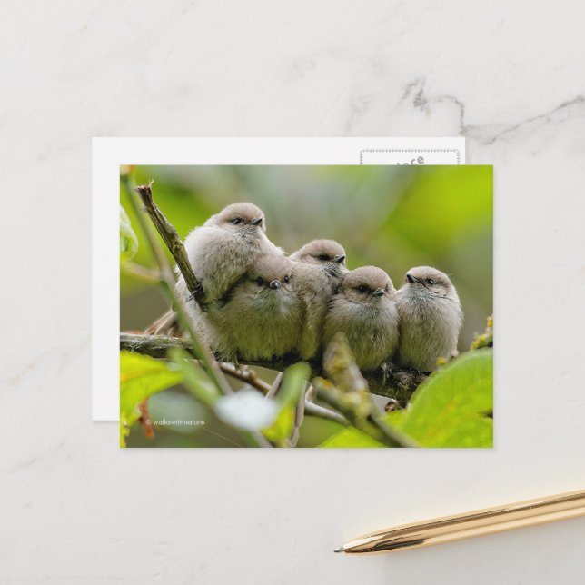 Heartwarming Cute Bushtuttar Songbird Family Photo Vykort (Fram/Back In Situ)