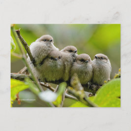 Heartwarming Cute Bushtuttar Songbird Family Photo Vykort