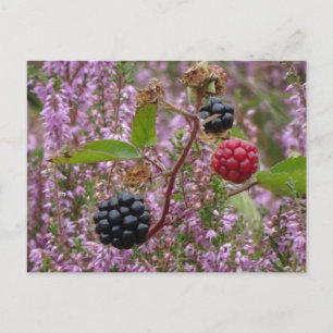 Heath & Blackbär DIY Postcard Vykort
