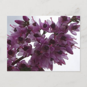 Heath Flowers stäng DIY Postcard Vykort