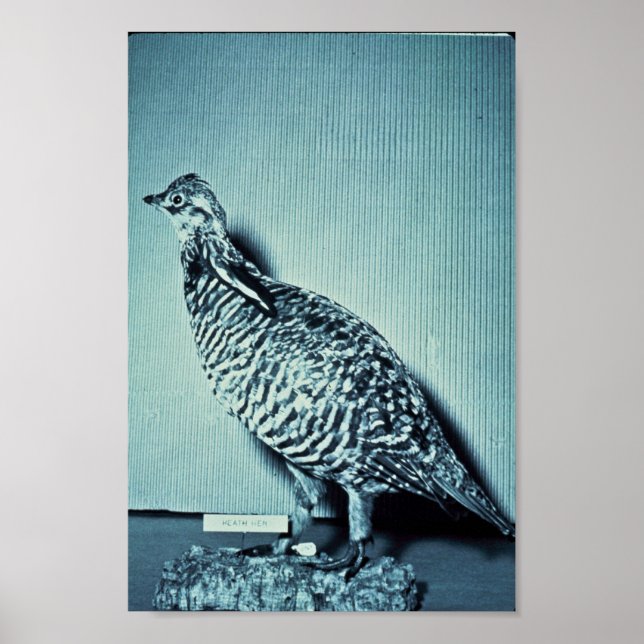 Heath Hen Poster (Framsidan)