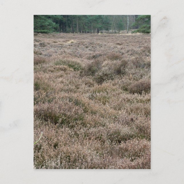 Heath Vykort (Framsida)