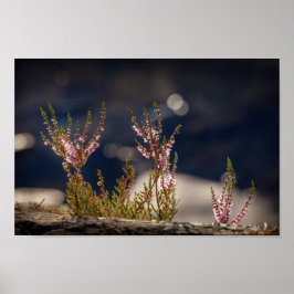 Heather Nature Photo Poster