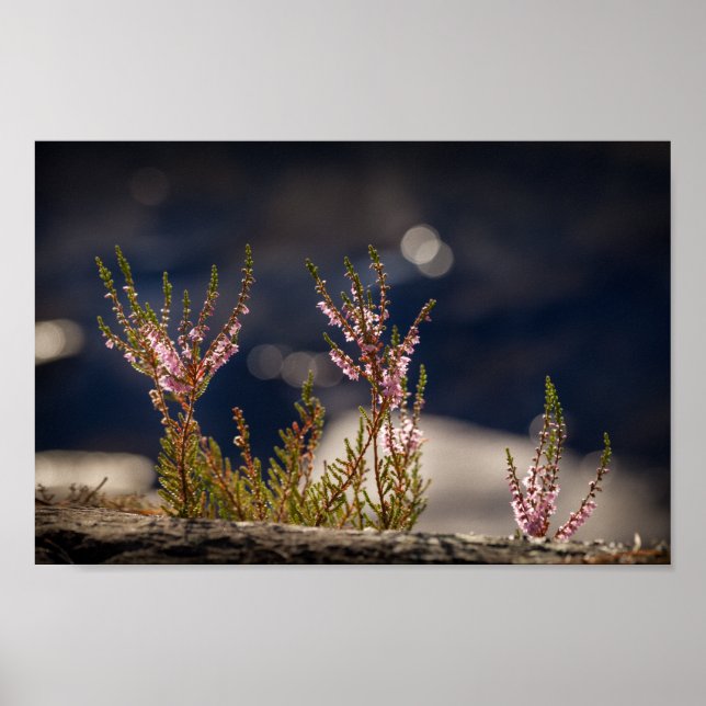 Heather Nature Photo Poster (Framsidan)