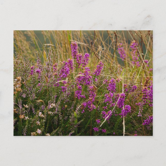 Heather Postcard Vykort (Framsida)