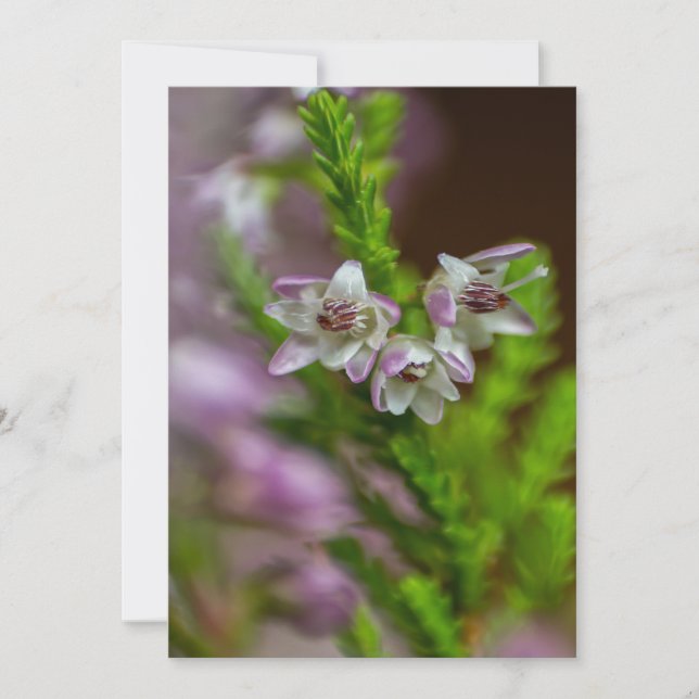 Heather Vår evergreen bloom lila Inbjudningar (Framsida)