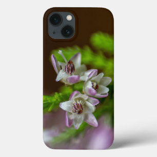 Heather Vår evergreen bloom lila vit