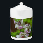 Heather Vår evergreen bloom lila vit<br><div class="desc">Hether Vår-blomman evergreen bloom lila vit grönt Briar söt-fotografi</div>