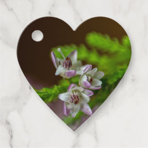 Heather Vår evergreen bloom lila vit Gåvor Etiketter