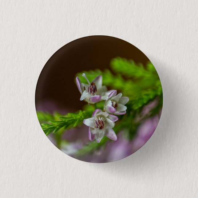 Heather Vår evergreen bloom lila vit Knapp (Framsida)