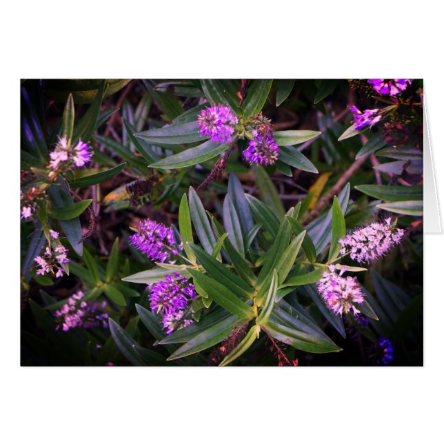 Hebe Mauve Finger Card Hälsningskort (Framsidan Horizontal)