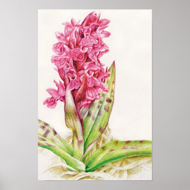 Hebrideaui orchid: Dactylorhza majalis Poster (Framsidan)