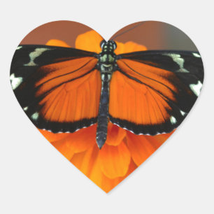 Hecale Longwing Butterfly Hjärtformat Klistermärke