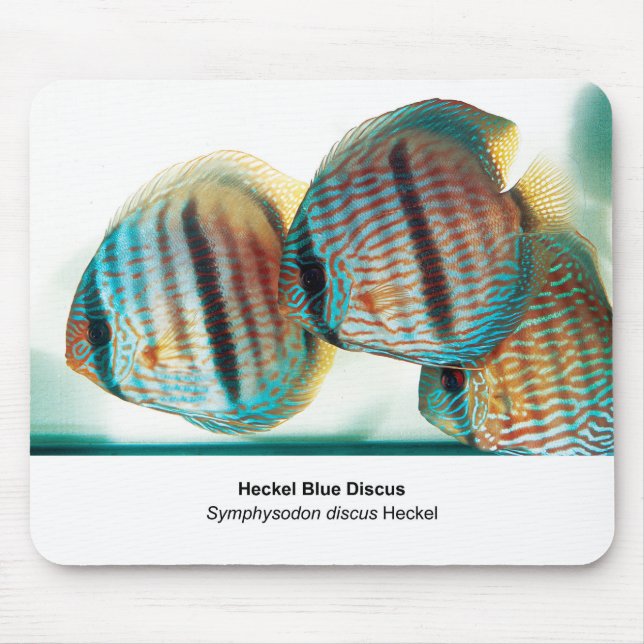 Heckel Blue Discus Musmatta (Framsidan)