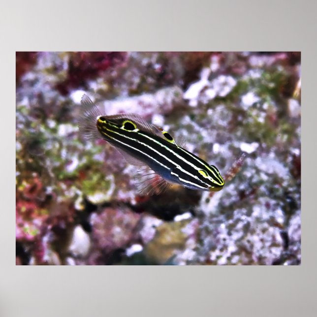 Hector's Goby Poster (Framsidan)