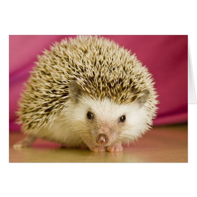 hedge hog-tillfällen hälsningskort (Framsidan Horizontal)