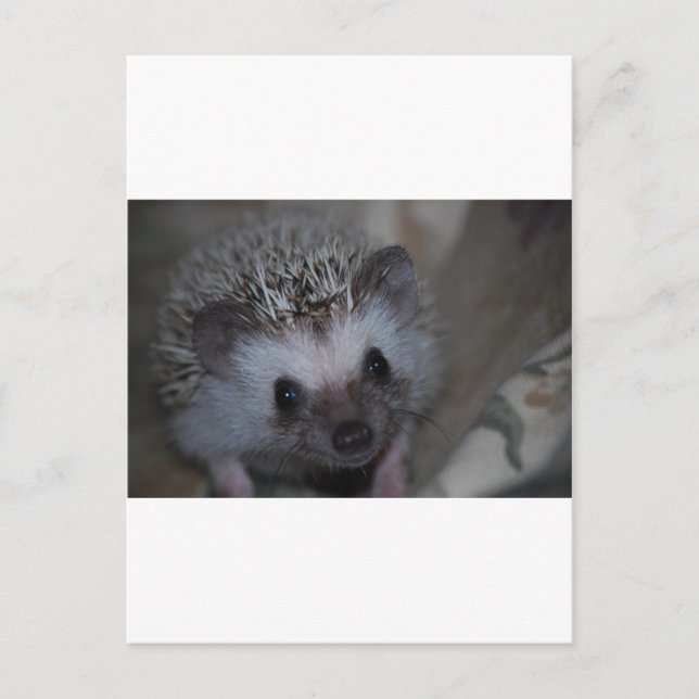 Hedgehog Ansikte Vykort (Framsida)