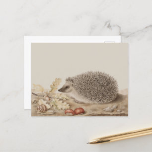 Hedgehog av Giovanna Garzoni Vykort