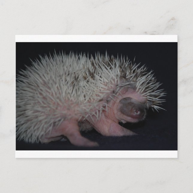 Hedgehog Baby Vykort (Framsida)
