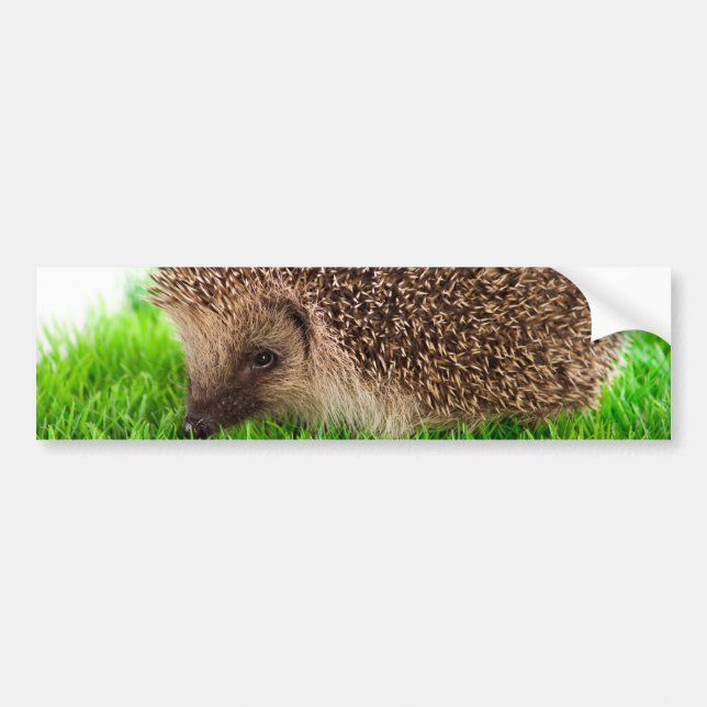 hedgehog bildekal (Framsidan)