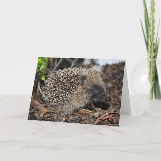 Hedgehog Birthday Card Kort