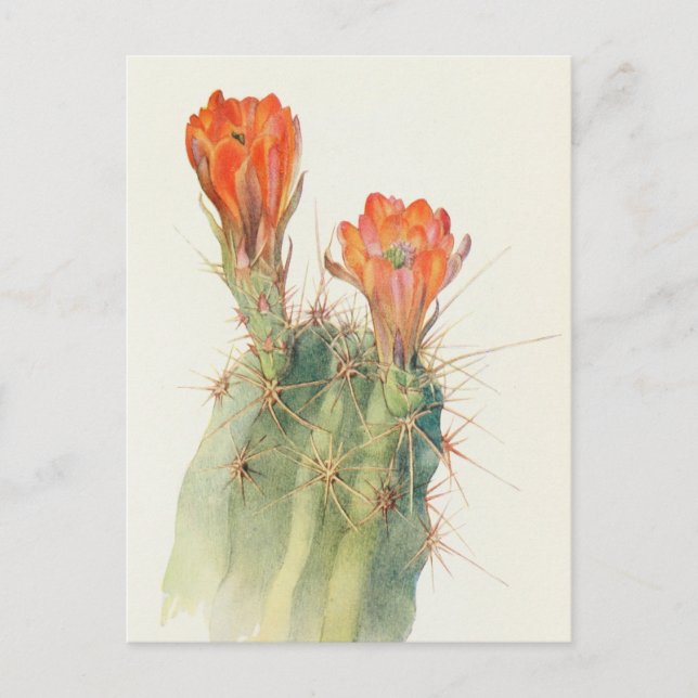 Hedgehog Cactus av Margaret Armstrong Vykort (Framsida)