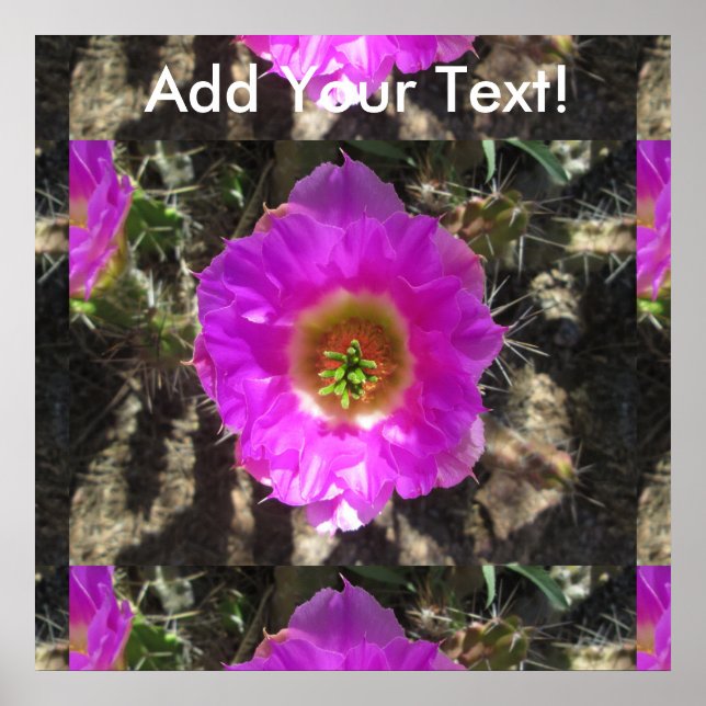 Hedgehog Cactus Flower Poster (Framsidan)