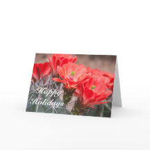 Hedgehog Cactus Glad helg