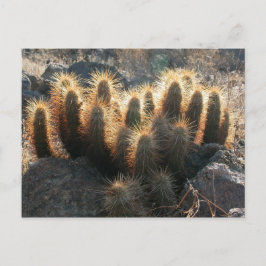 Hedgehog cactus in ökenhabitat vykort