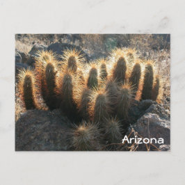 Hedgehog cactus in ökenhabitat vykort