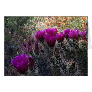 Hedgehog Cactus Magenta Flowers Arizona Southwest Hälsningskort
