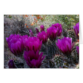 Hedgehog Cactus Magenta Flowers Arizona Southwest Hälsningskort