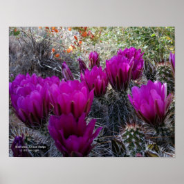 Hedgehog Cactus Magenta Flowers Arizona Southwest Poster