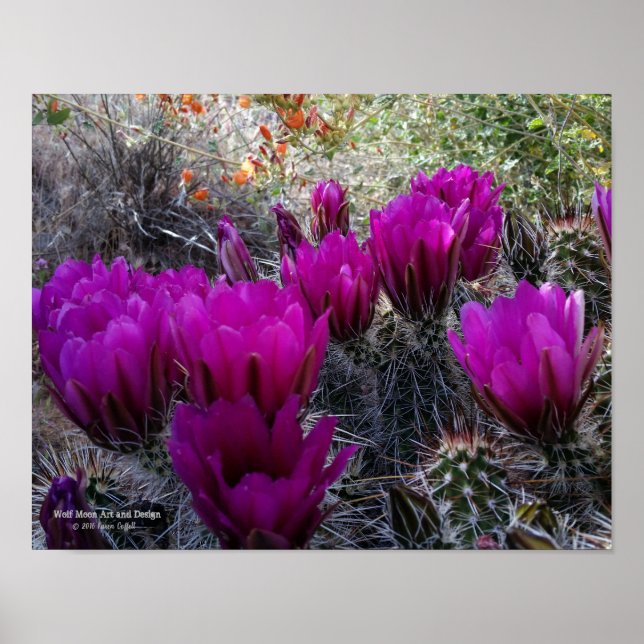 Hedgehog Cactus Magenta Flowers Arizona Southwest Poster (Framsidan)