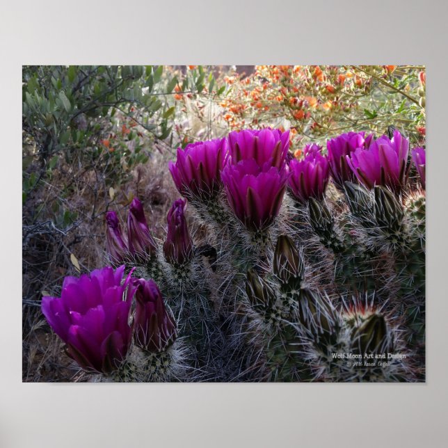 Hedgehog Cactus Magenta Flowers Arizona Southwest Poster (Framsidan)