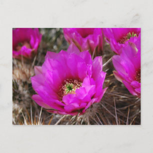 Hedgehog Cactus Vykort